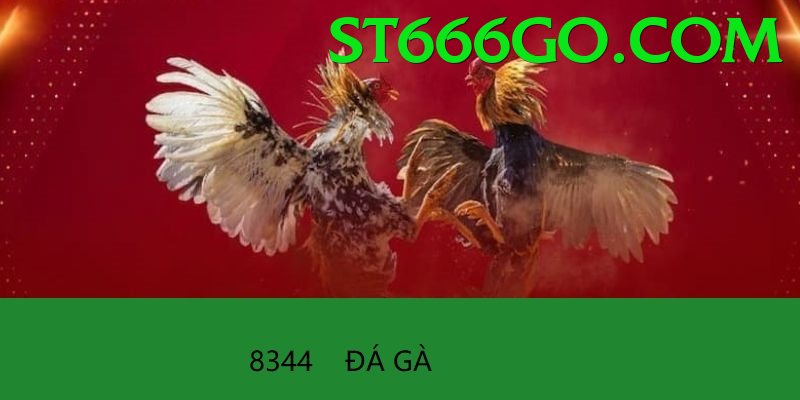 Đá Gà Trực Tiếp - st666 - Không cần cài